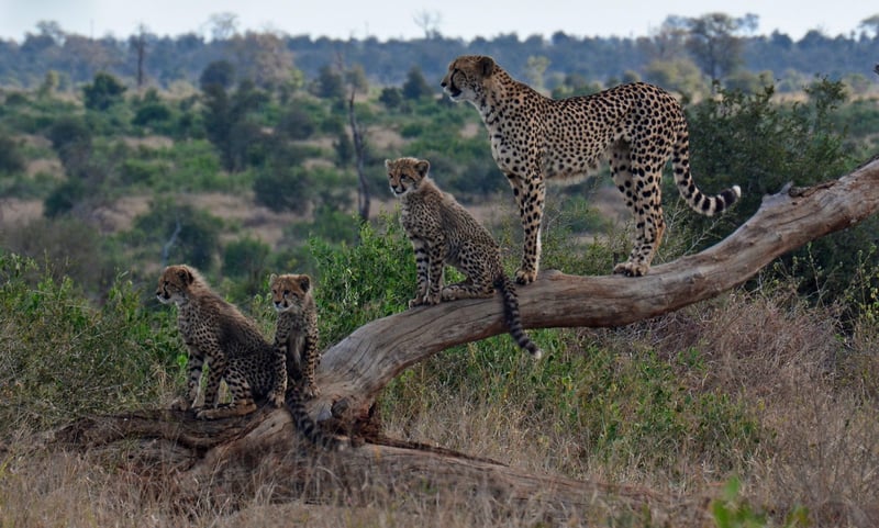 Cheetah in the night